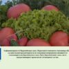 biopazar-proekt-AgroTV