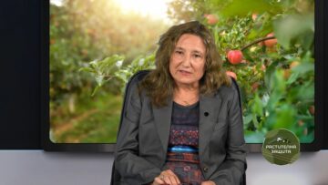 cherna-zlatka-ovoshtna-gradina-rastitelna-zashtita-agro-tv
