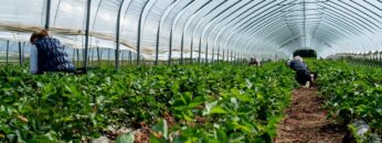 Field with strawberry harvest, farmer picking strawberries, organic farming concept