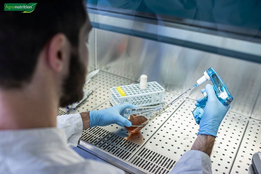 Лидеа и Agronutrition от DSG обединяват експертизата си в семенарския бизнес
