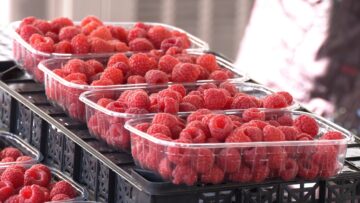 malini-ovtsevadstvo-rozi-pivovarstvo-agro-tv