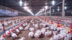 The chicken in the smart farming