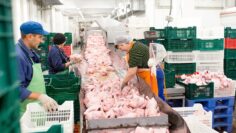 The meat factory. chicken on a conveyor belt.