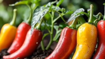 pishtigovo-peppers