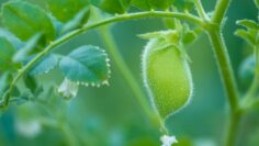 Chickpeas pod on green plant closeup