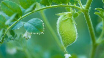 Chickpeas pod on green plant closeup