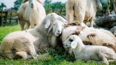 sheep-5352474_1280