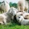 sheep-5352474_1280