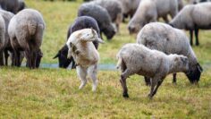 sheep