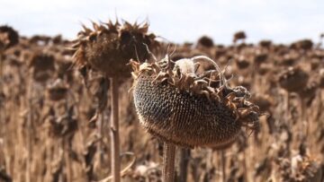 SLANCHOGLED