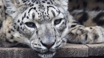 SNEJEN_LEOPARD