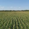 agroforum-konservatsionno-zemedelie-zelenchukoproizvodstvo-cherna-zlatka