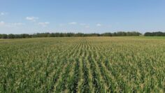 agroforum-konservatsionno-zemedelie-zelenchukoproizvodstvo-cherna-zlatka