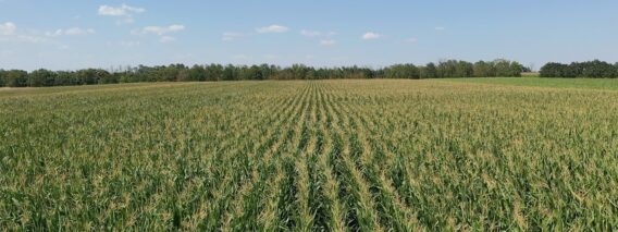 agroforum-konservatsionno-zemedelie-zelenchukoproizvodstvo-cherna-zlatka