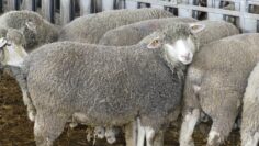 agroforum-vaksinacia-sharka-biozemedelie-fermeri
