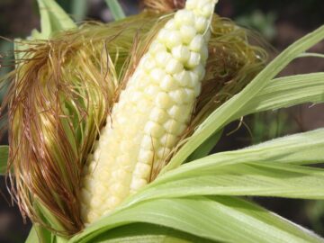 agroprognoza-28-avgust-3-septemvri-2026-susha-pochvena-vlaga
