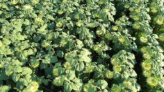 agroprognoza-7-13-avgust-2026-zhaga-pochvena-vlaga