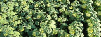 agroprognoza-7-13-avgust-2026-zhaga-pochvena-vlaga