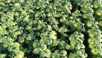 agroprognoza-7-13-avgust-2026-zhaga-pochvena-vlaga
