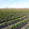 centralna-emisia-agro-tv-marokanski-skakalec-zarnoproizvodstvo-koriandar