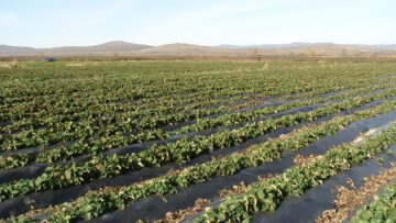 centralna-emisia-agro-tv-marokanski-skakalec-zarnoproizvodstvo-koriandar