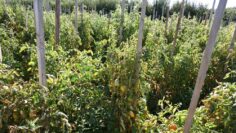 centralna-emisiya-agro-tv-agroekologia-pasha-plashtania