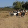 centralna-emisiya-agro-tv-sharka-vaksinatsiya-vomr