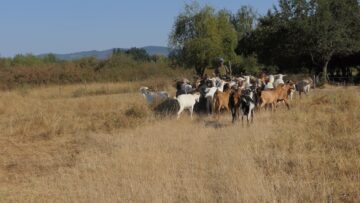 centralna-emisiya-agro-tv-sharka-vaksinatsiya-vomr