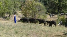fao-globalen-plan-ustoichivo-zhivotnovadstvo