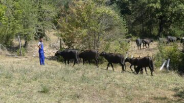 fao-globalen-plan-ustoichivo-zhivotnovadstvo
