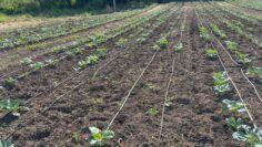 fermerska-ravnosmetka-kartofi-zele-fasul-realizacia-produkcia