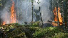 forest-fire-432870_1280