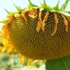 georgi-georgiev-agrimatko