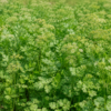 koriandar-no-till-zemedelie-kavarna