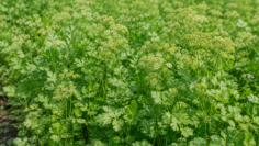 koriandar-no-till-zemedelie-kavarna