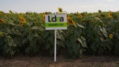 lidea-den-napoleto