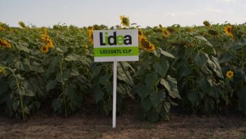 lidea-den-napoleto