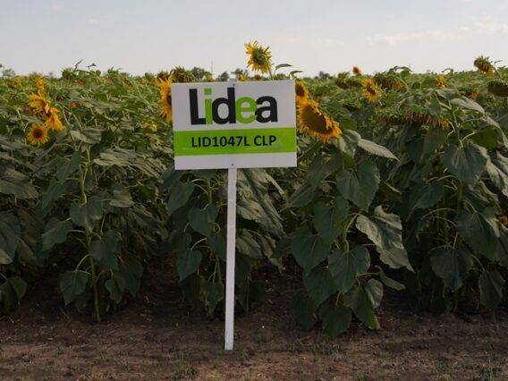 lidea-den-napoleto