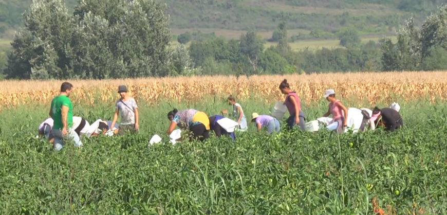 Агротема: Икономически поглед към аграрните проблеми