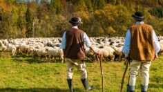 Traditional Polish Highland Shepherds in Regional Clothing at Sheep Pasture