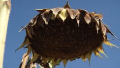 SLANCHOGLED