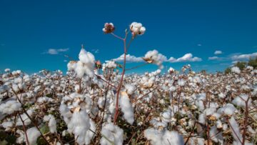 Cotton field in cloudy blue sky