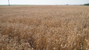 ukrainski-agrovnos-polsha-zarno-fermeri-es
