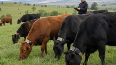 virtualni-ogradi-dobitak-gps-nashiynici-agro-tv