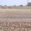 agroforum-polivno-zemedelie-govedovadstvo-svinevadstvo-leshoyadi