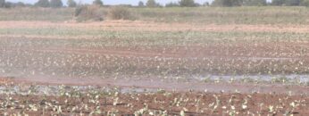 agroforum-polivno-zemedelie-govedovadstvo-svinevadstvo-leshoyadi