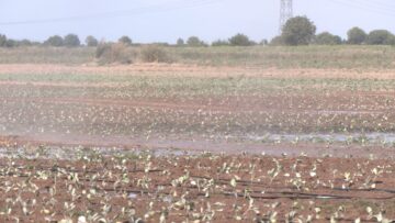 agroforum-polivno-zemedelie-govedovadstvo-svinevadstvo-leshoyadi