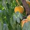 agroforum-pshenitsa-dini-praskovi-lozari