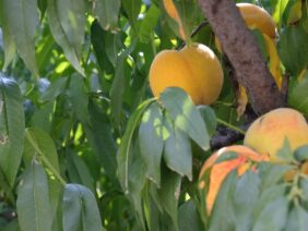 agroforum-pshenitsa-dini-praskovi-lozari