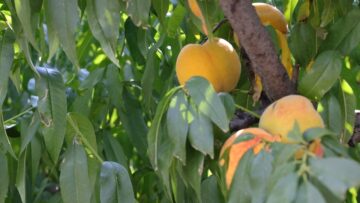 agroforum-pshenitsa-dini-praskovi-lozari